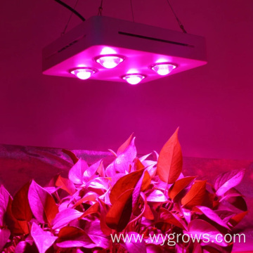 Grow light cob for hydroponic